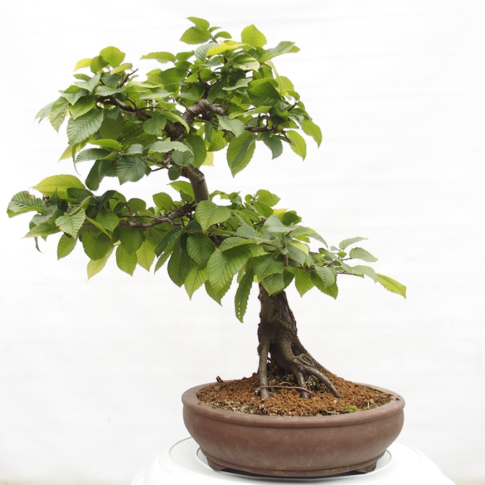 Vonkajší bonsai - Hrab obyčajný - Carpinus betulus