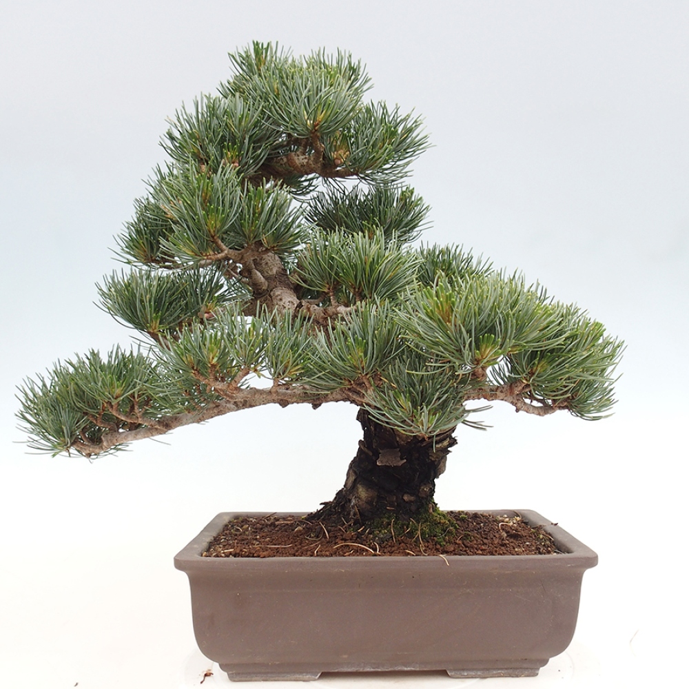 Vonkajšie bonsaje - Pinus parviflora - Pinus parviflora
