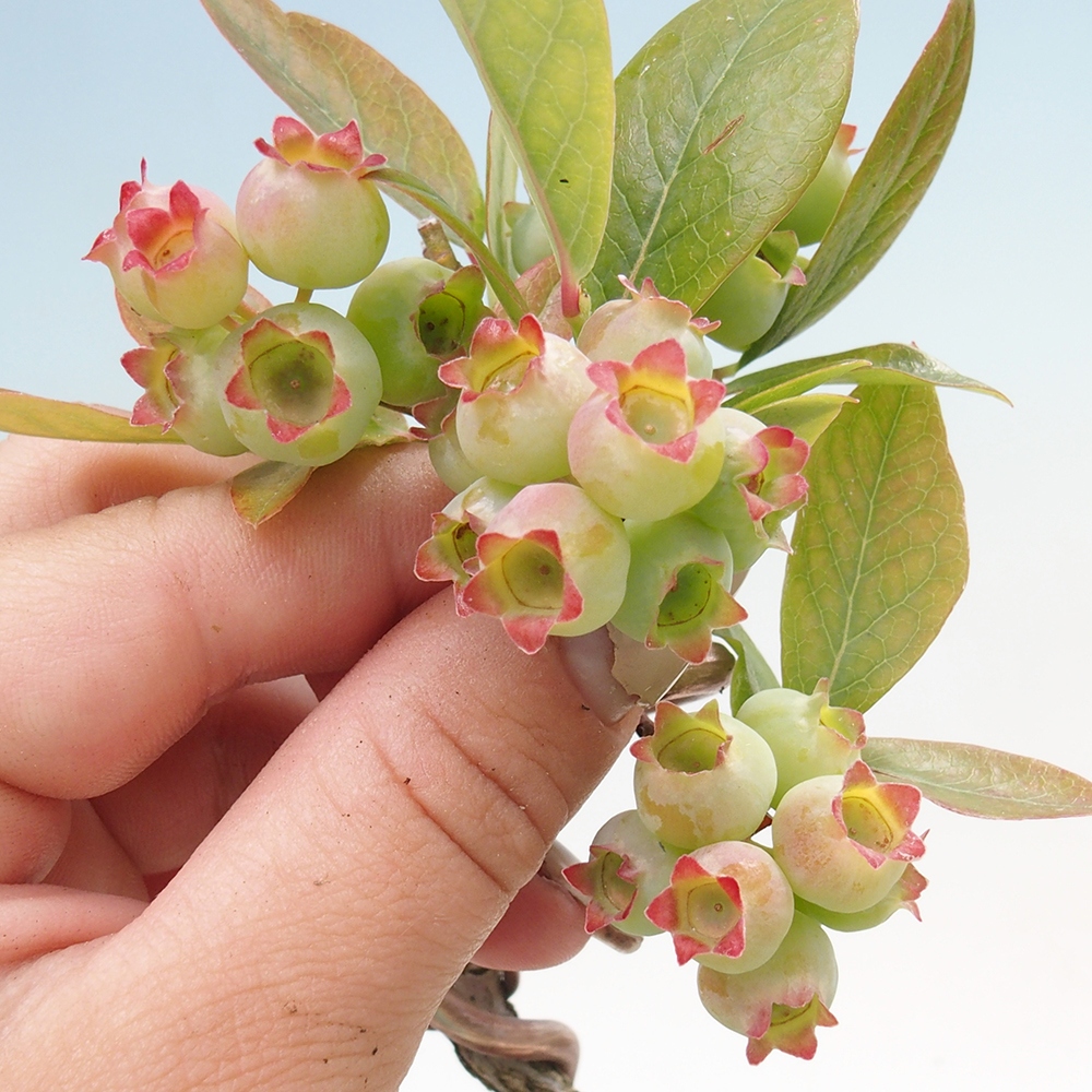 Vonkajšie bonsai - kanadská čučoriedka - Vaccinium corymbosum