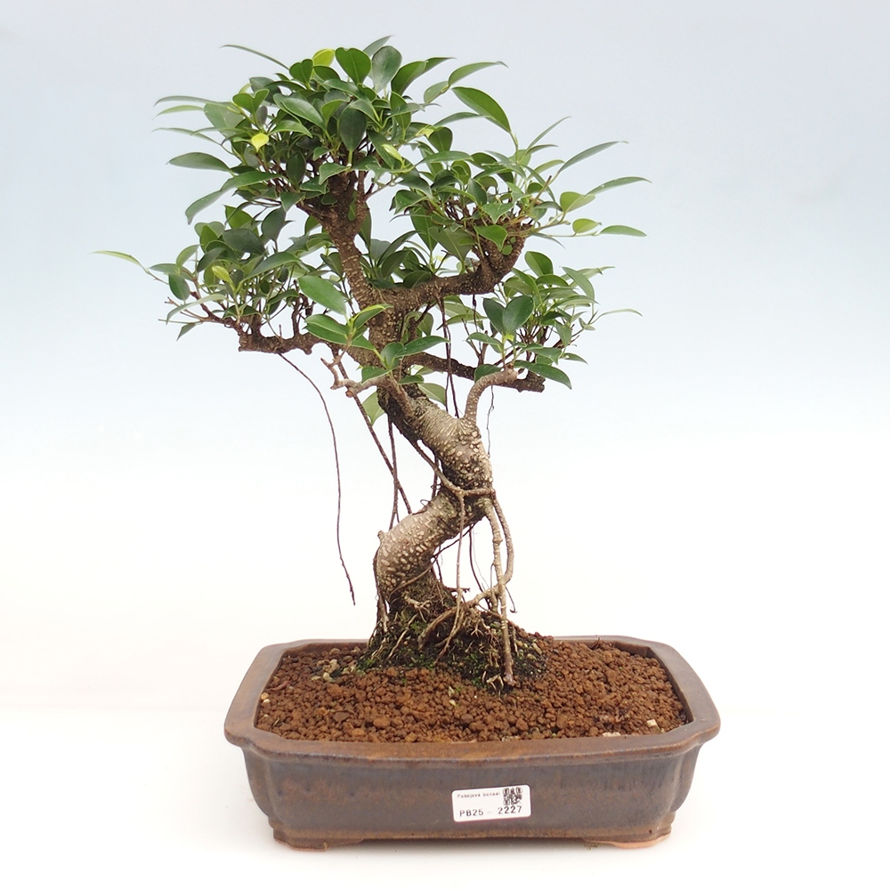 Izbová bonsai - Ficus kimmen - malolistý fikus