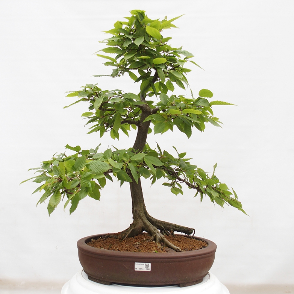 Vonkajší bonsai - Hrab obyčajný - Carpinus betulus