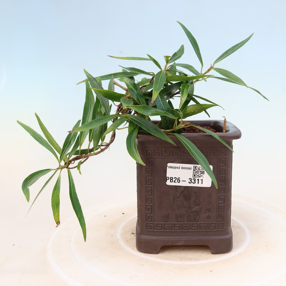 Izbové bonsaje - Ficus nerifolia - fíkus drobnolistý