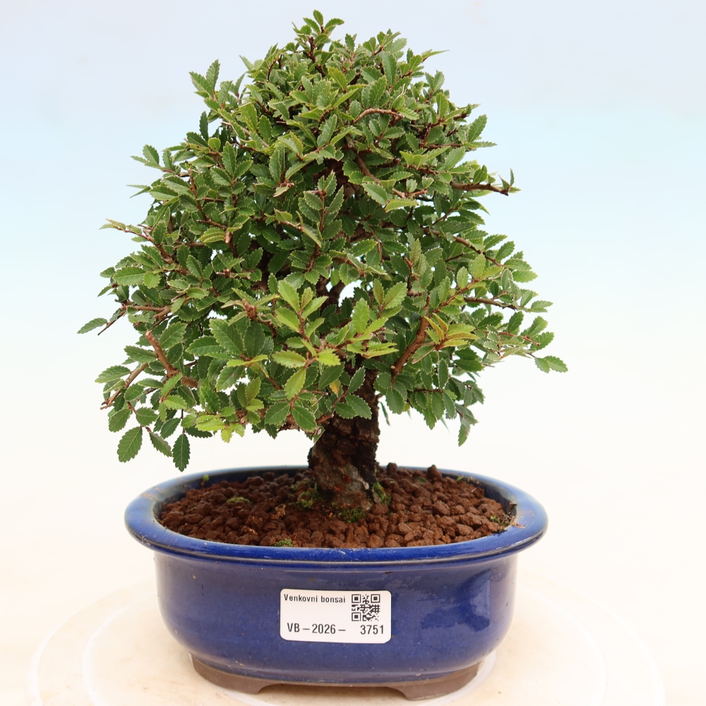 Vonkajšie bonsaje - Zelkova - Zelkova NIRE