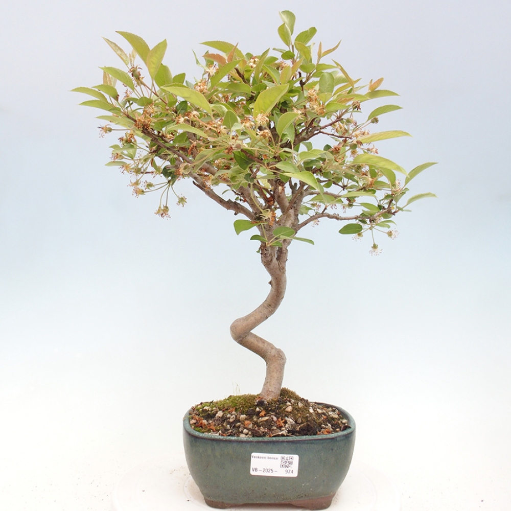 Vonkajší bonsai -Malus halliana - Maloplodá jabloň