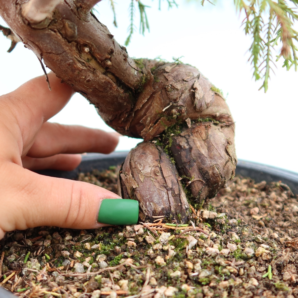 Vonkajší bonsai – Juniperus chinensis Itoigawa – čínsky jalovec
