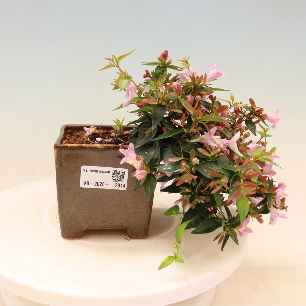 Vonkajší bonsai – Abelia Edward Goucher – Abelia veľkokvetá