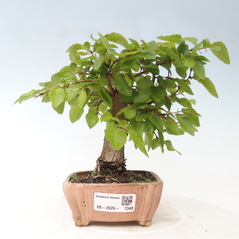 Vonkajšie bonsaje -Carpinus CARPINOIDES - Hrab kórejský