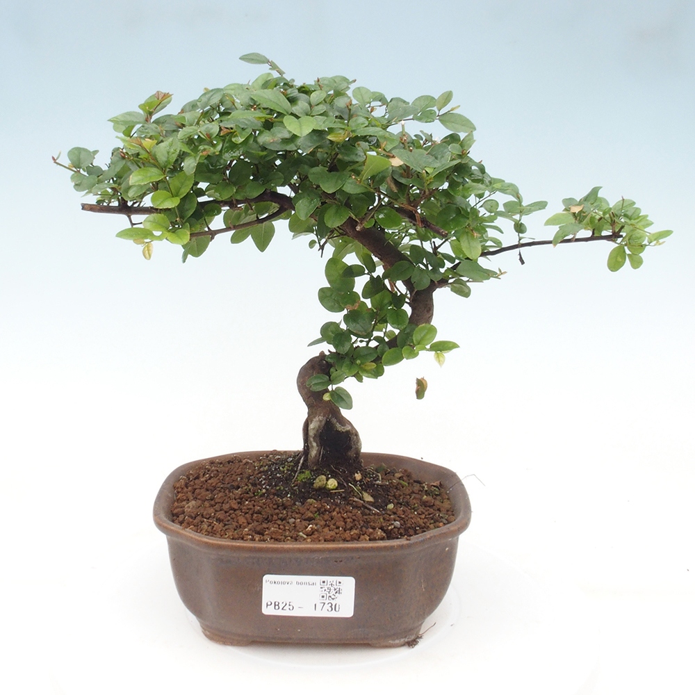 Izbová bonsai - Sagerécie thea - Sagerécie thea