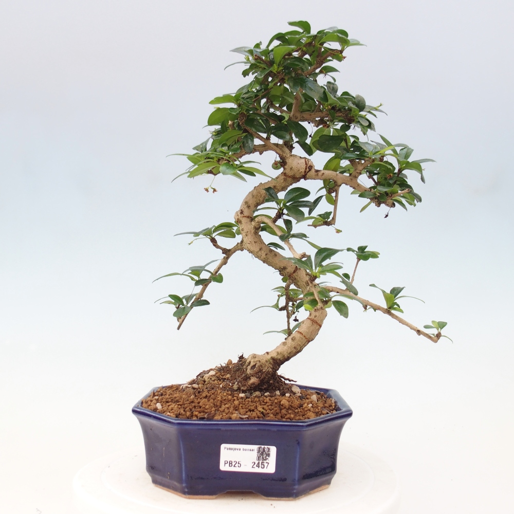 Izbová bonsai - Carmona macrophylla - Čaj fuki