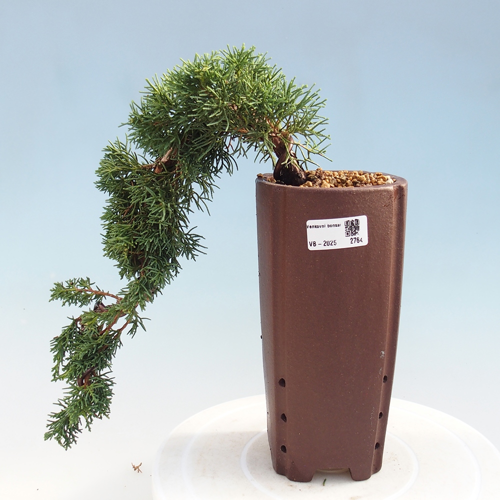 Vonkajší bonsai - Juniperus chinensis Kishu -Jalovec čínsky