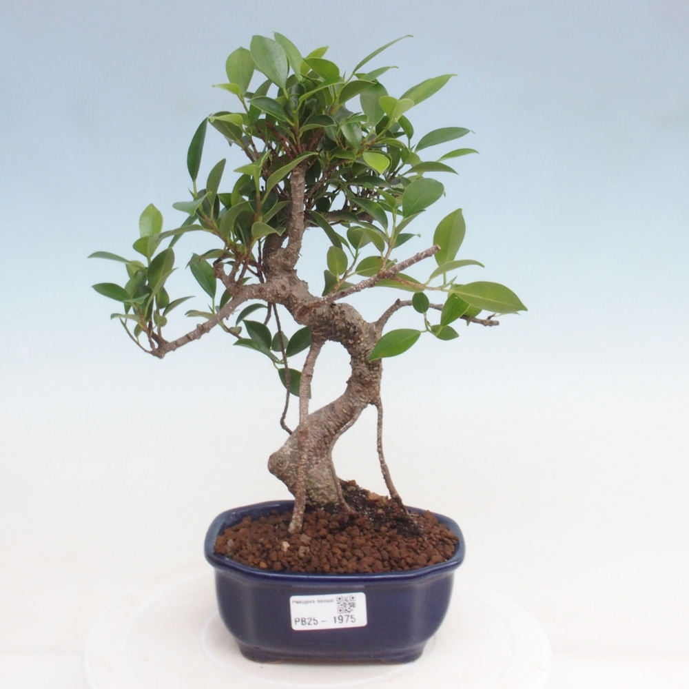 Izbová bonsai - Ficus retusa - malolistá fikus