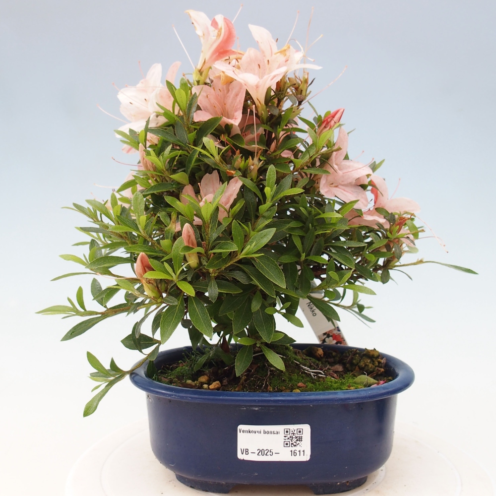 Vonkajší bonsai - Japonská azalka -  Azalea Nikko