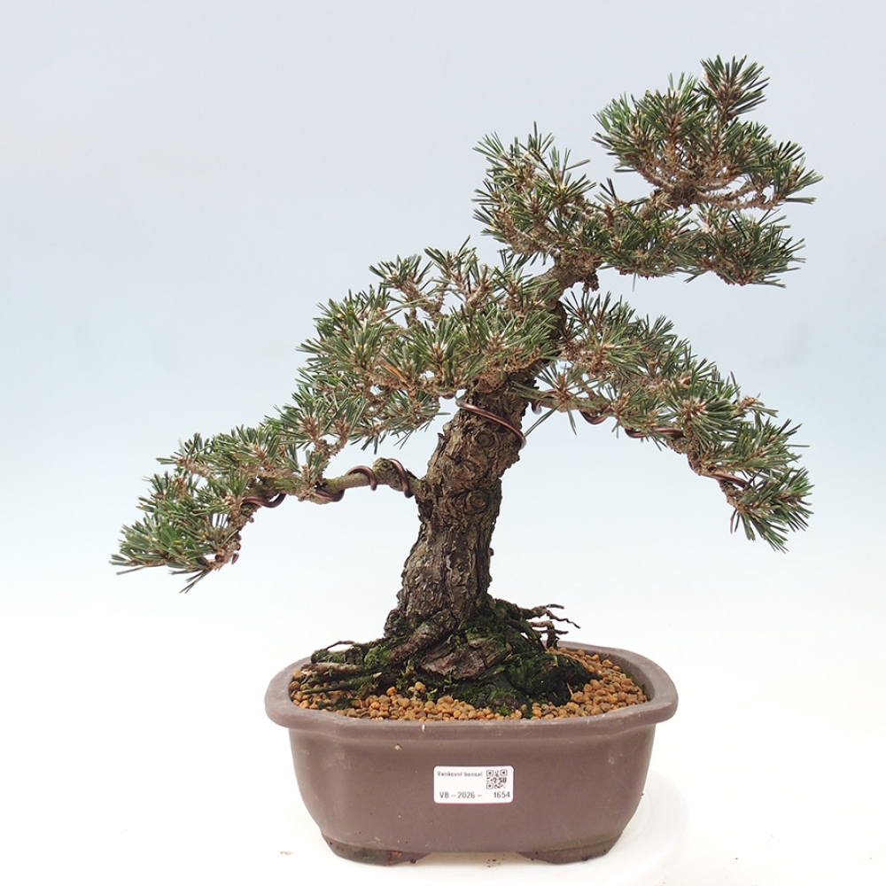 Vonkajšia bonsaj - Pinus thunbergii Kotobuki - borovica Thunbergova