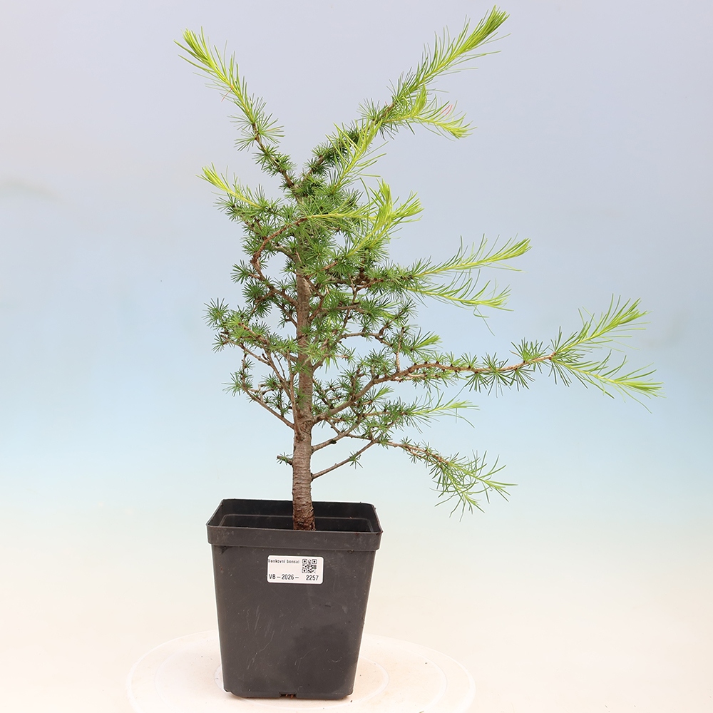 Vonkajšie bonsaje -Larix decidua - Smrekovec