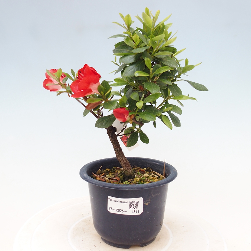 Vonkajší bonsai - Japonská azalka - Azalea Benibeni
