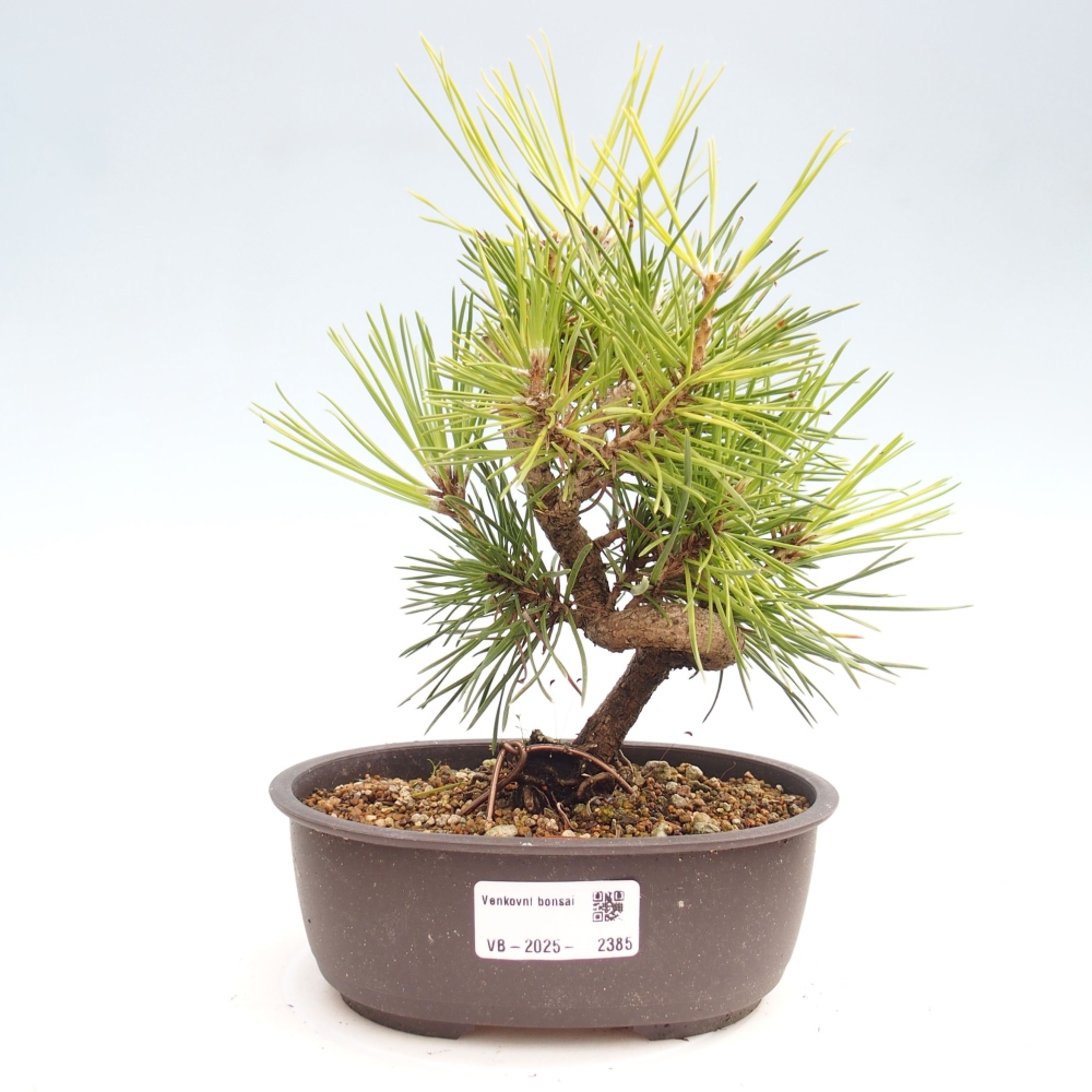 Vonkajší bonsai - Pinus thunbergii - Borovica thunbergova