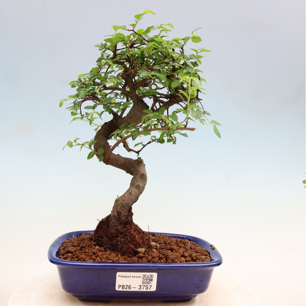 Izbový bonsaj - Ulmus parvifolia - brest malolistý