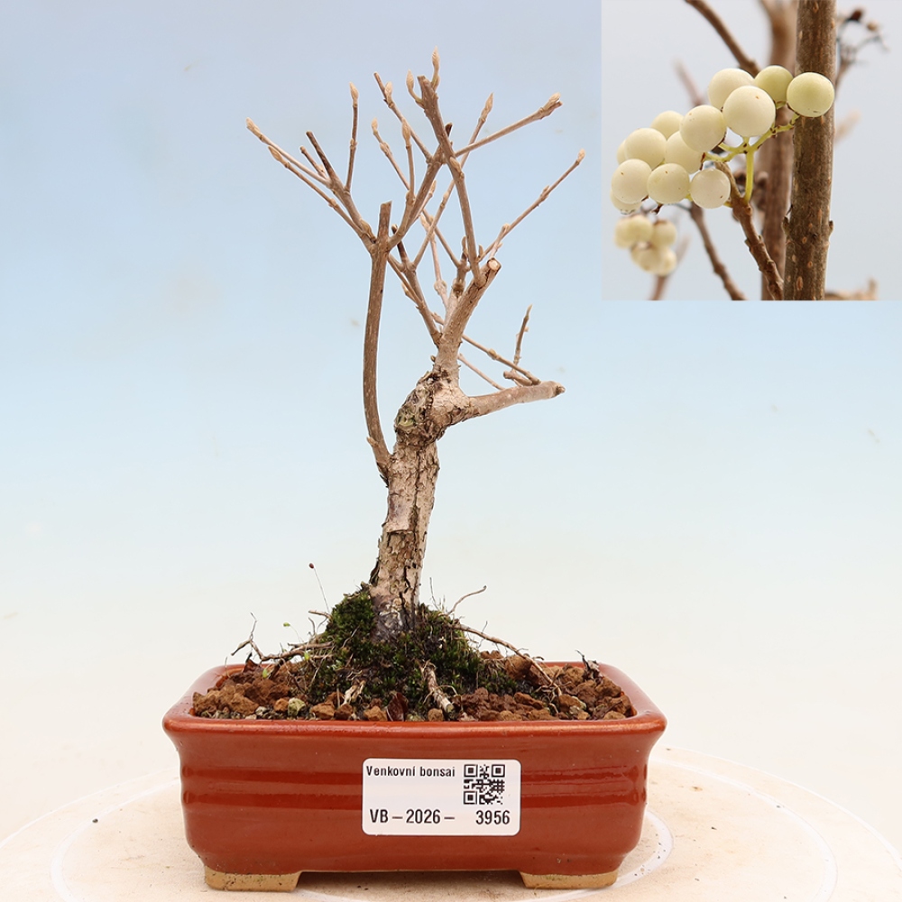 Vonkajší bonsai – Callicarpa bodinieri Snowqueen – krásnoplodka