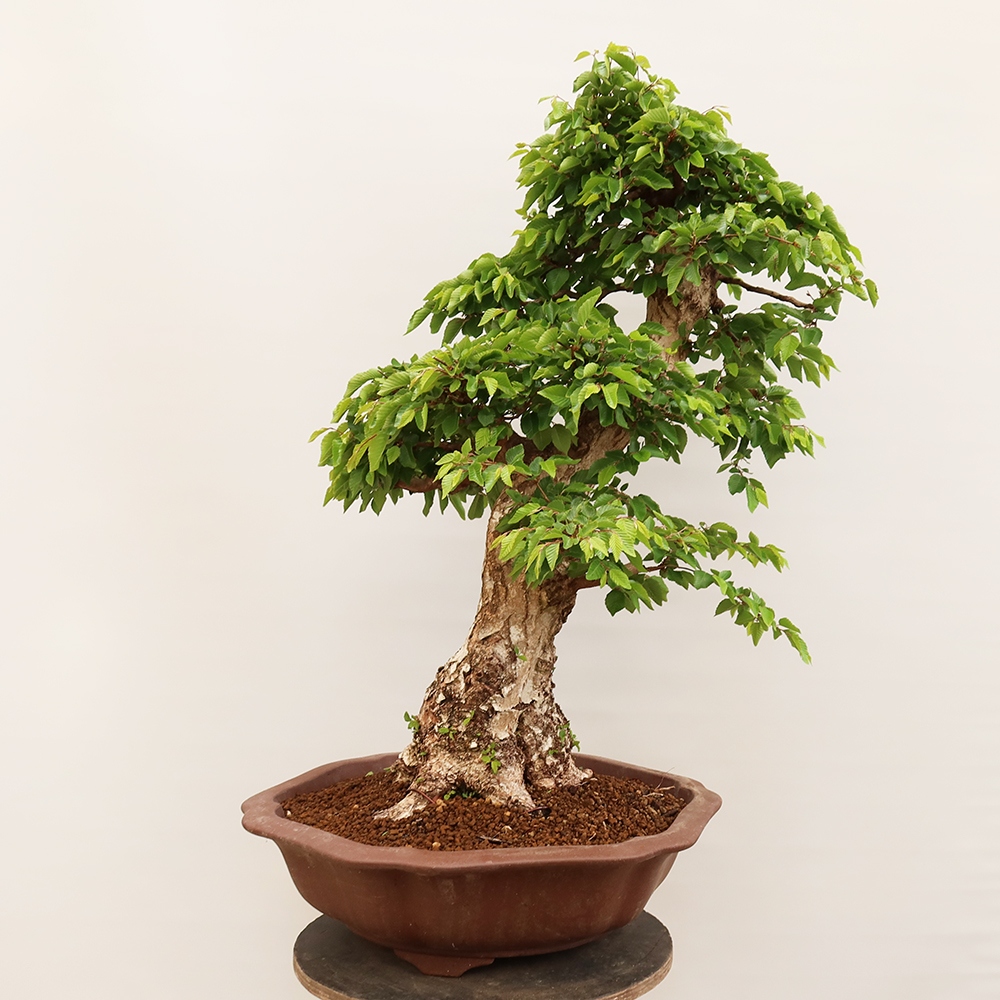 Vonkajší bonsai -Carpinus Coreana - Hrab kórejský