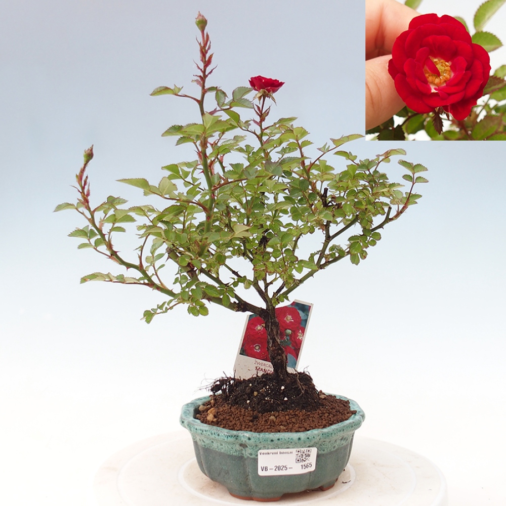 Vonkajší bonsai - Rosa Kordes - ruža