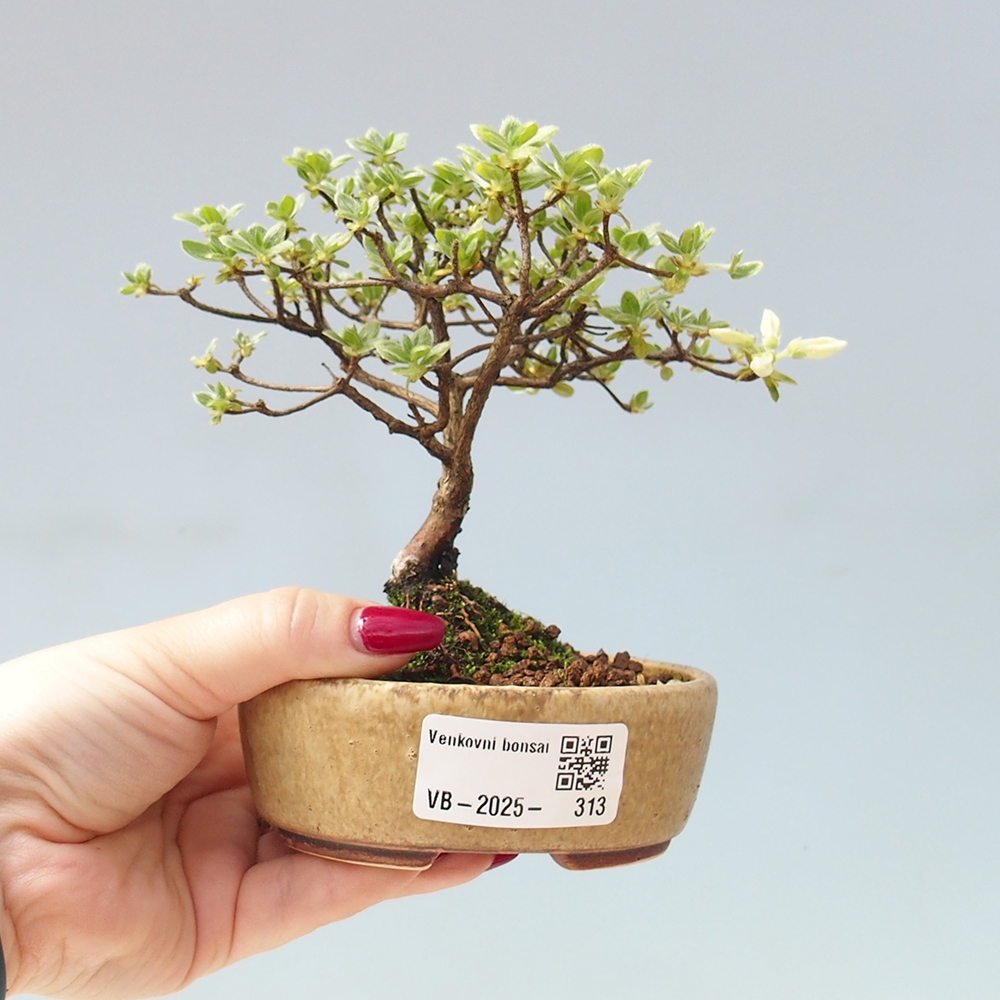 Vonkajší bonsai - Rhododendron indicum - Japonská azalka
