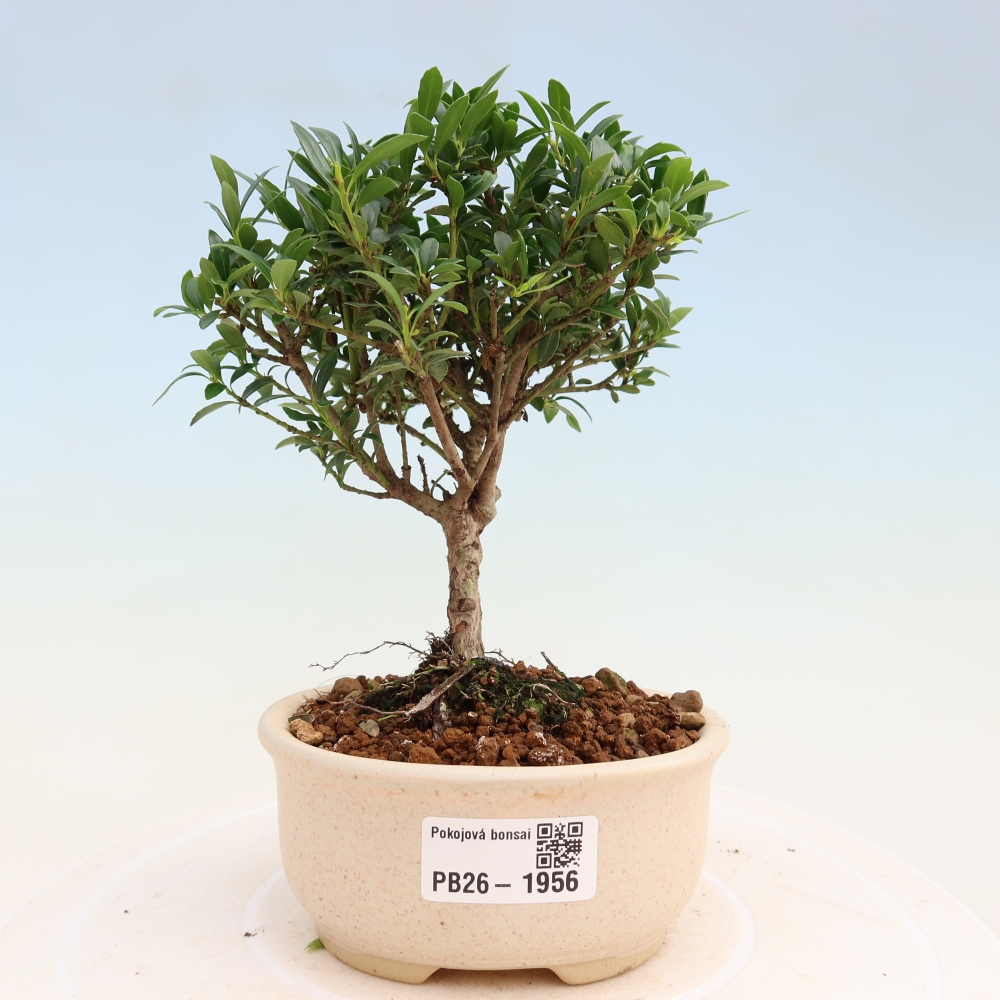 Izbový bonsaj - Ilex crenata - Cesmína
