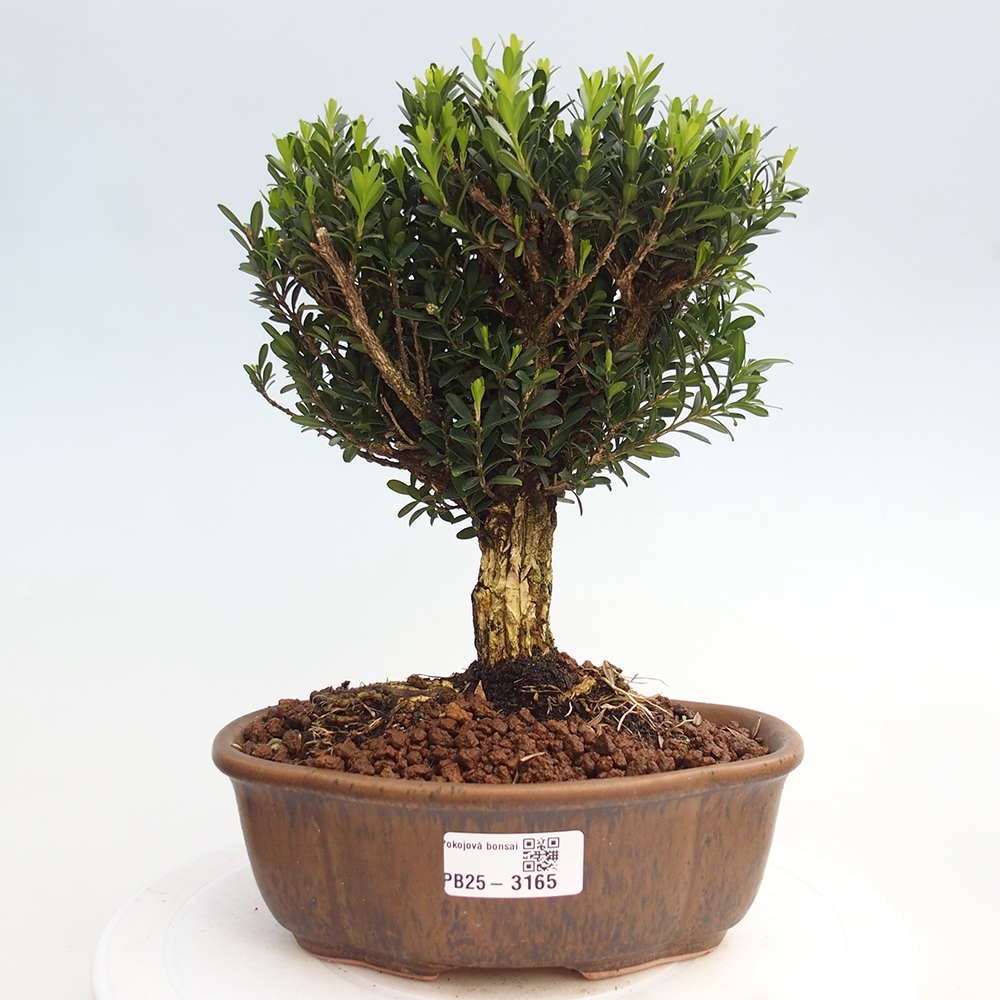 Izbová bonsai - Buxus harlandii - korkový buxus