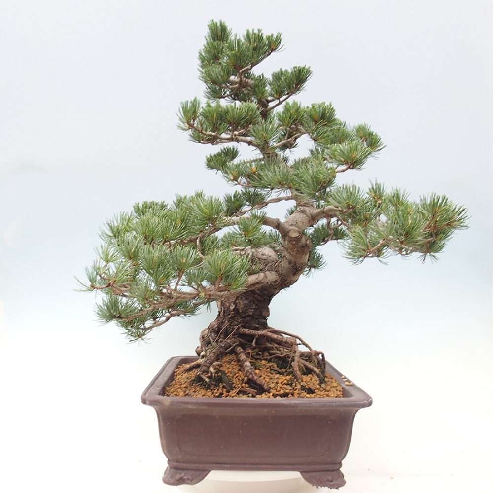Vonkajšie bonsaje - Pinus parviflora - Pinus parviflora