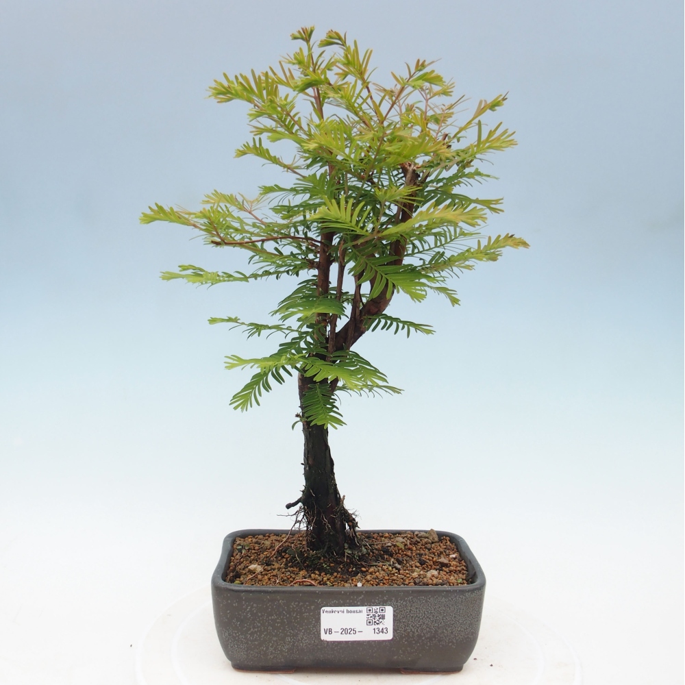 Vonkajšie bonsai - Metasequoia glyptostroboides - Metasekvoja Čínska