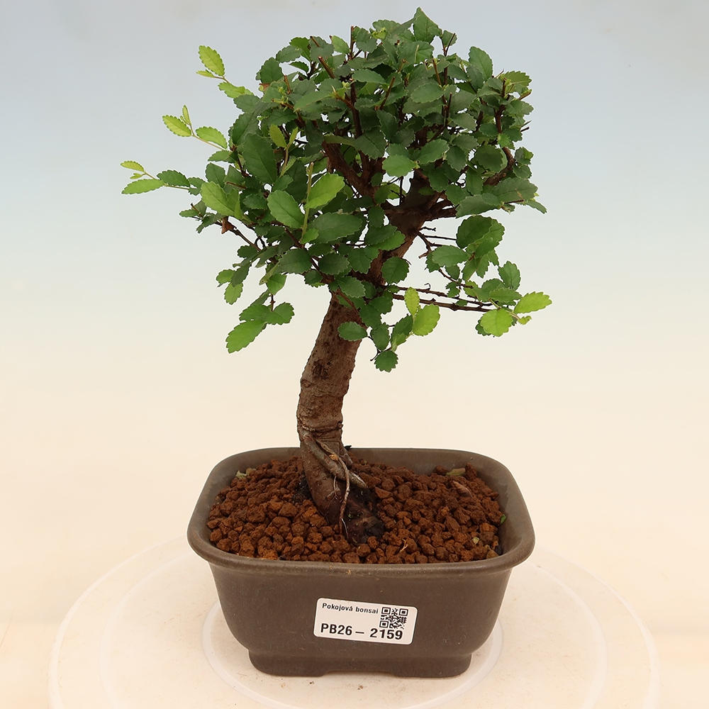 Izbový bonsaj - Ulmus parvifolia - brest malolistý