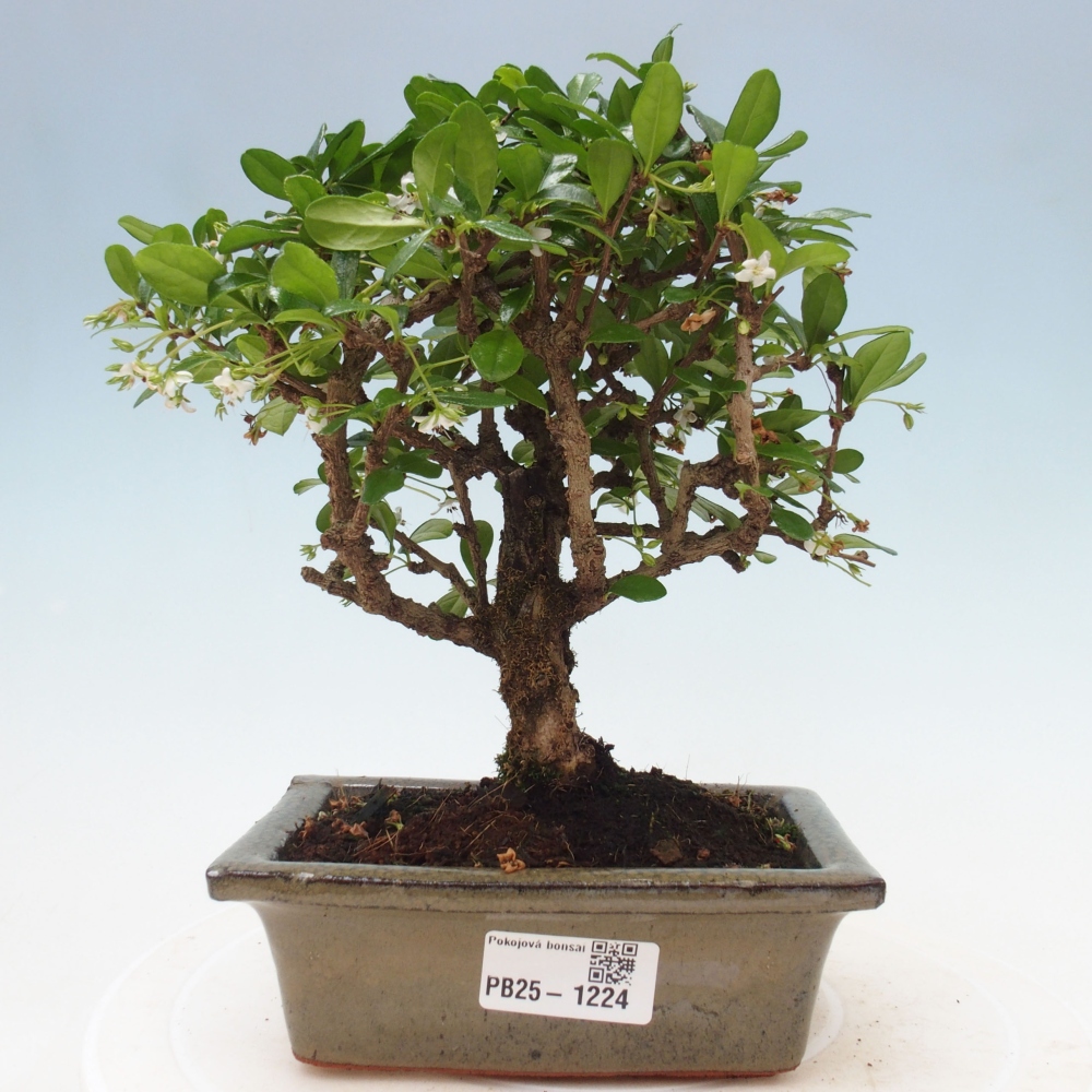 Izbová bonsai - Carmona macrophylla - Čaj fuki