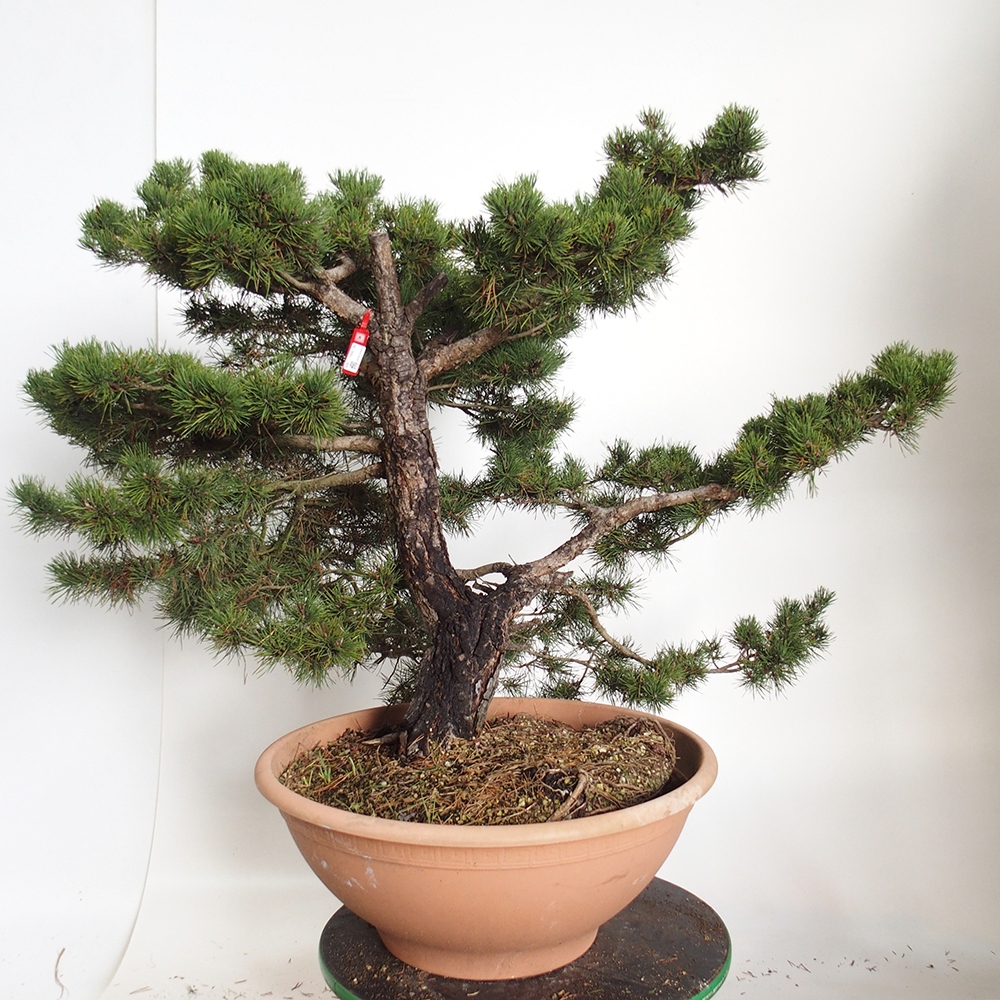 Yamadori - Pinus sylvestris Španielsko