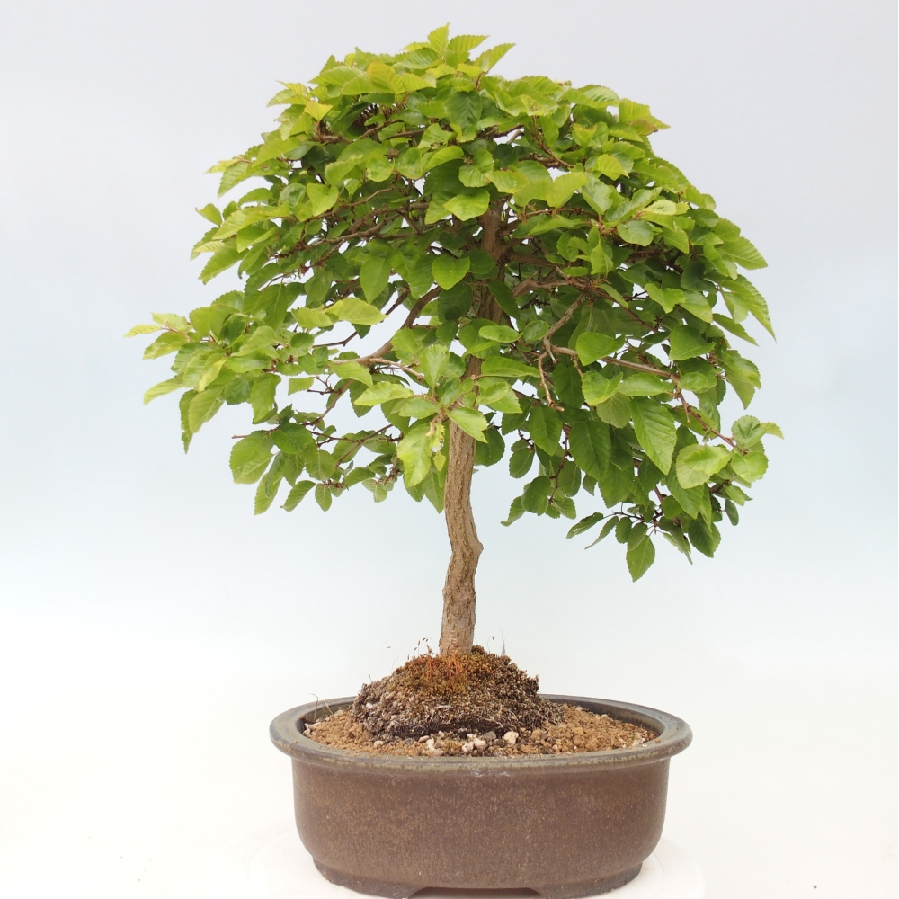 Vonkajšie bonsaje -Carpinus CARPINOIDES - Hrab kórejský