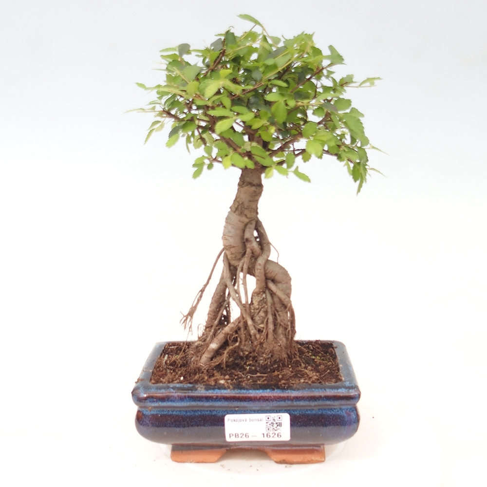 Izbový bonsaj - Ulmus parvifolia - brest malolistý