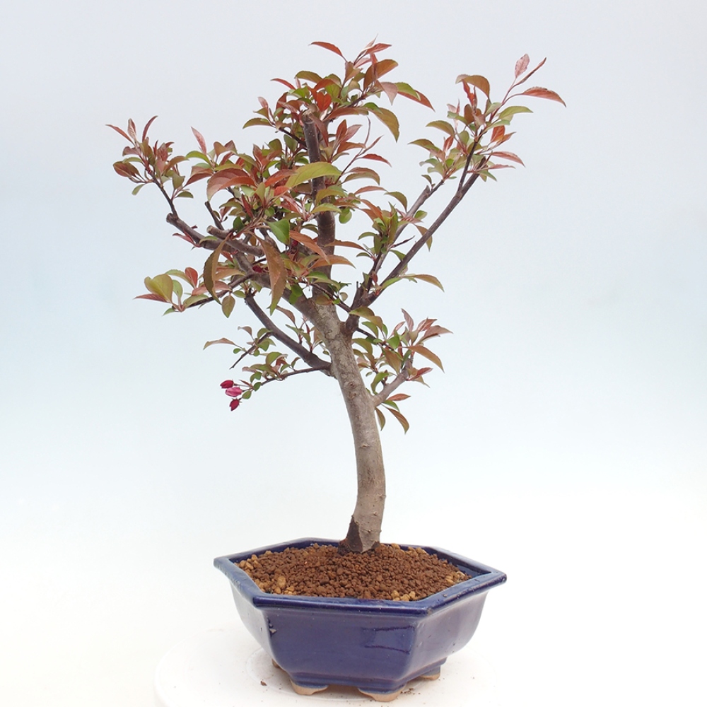 Vonkajší bonsai -Malus domestica - Maloplodá jabloň červenolistá
