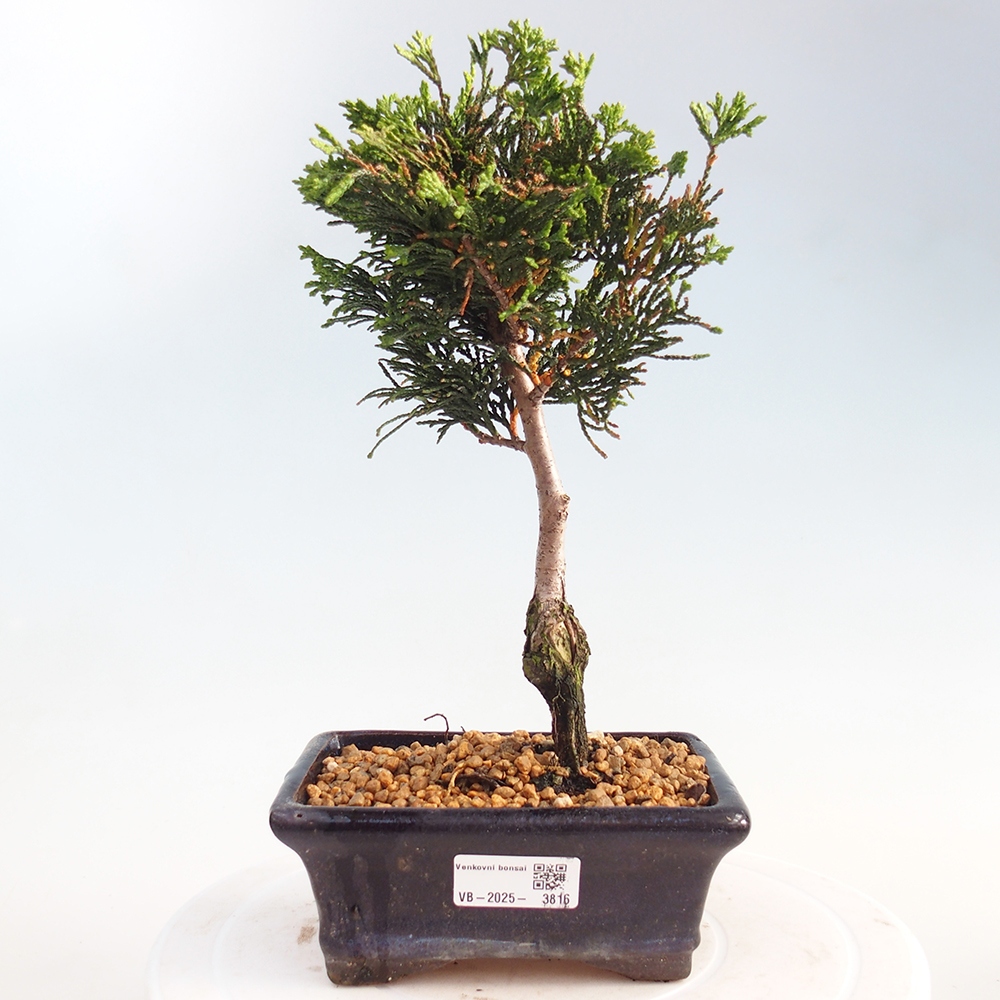 Vonkajšie bonsai - Cham.pis obtusa Nana Gracilis - Cypruštek