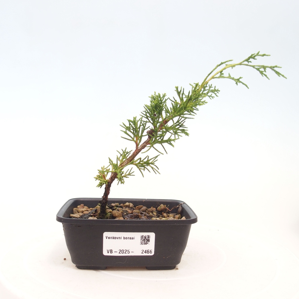 Vonkajší bonsai - Juniperus chinensis Itoigawa -Jalovec čínsky