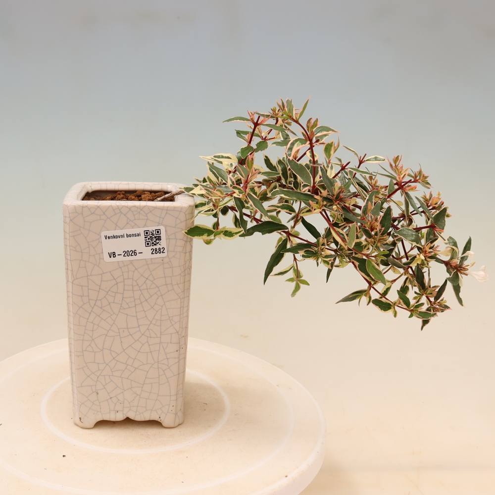 Vonkajší bonsai – Abelia gr. Confetti – Abélie veľkokvetá