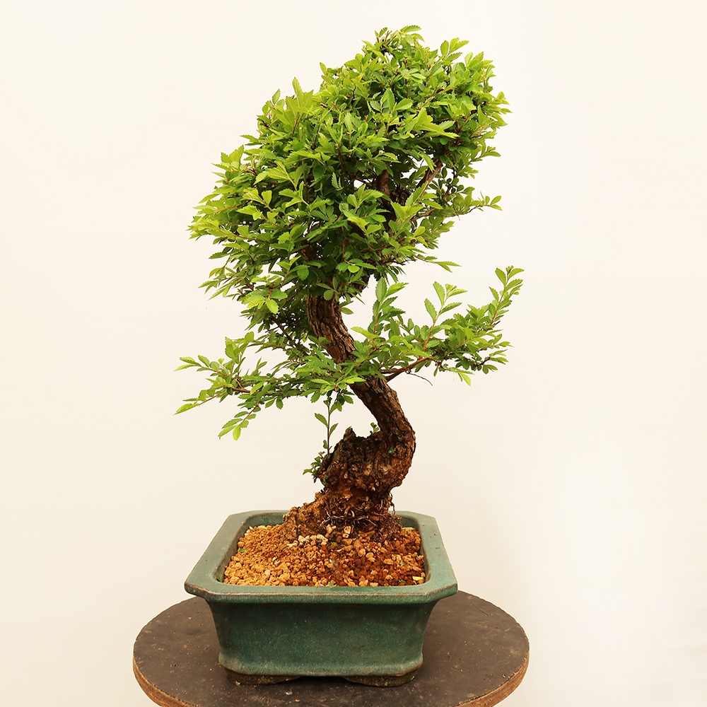 Vonkajšie bonsai - Zelkova - Zelkova NIRE