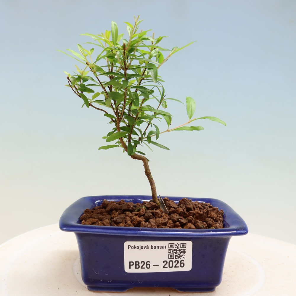Izbový bonsaj-PUNICA granatum nana-Granátové jablko