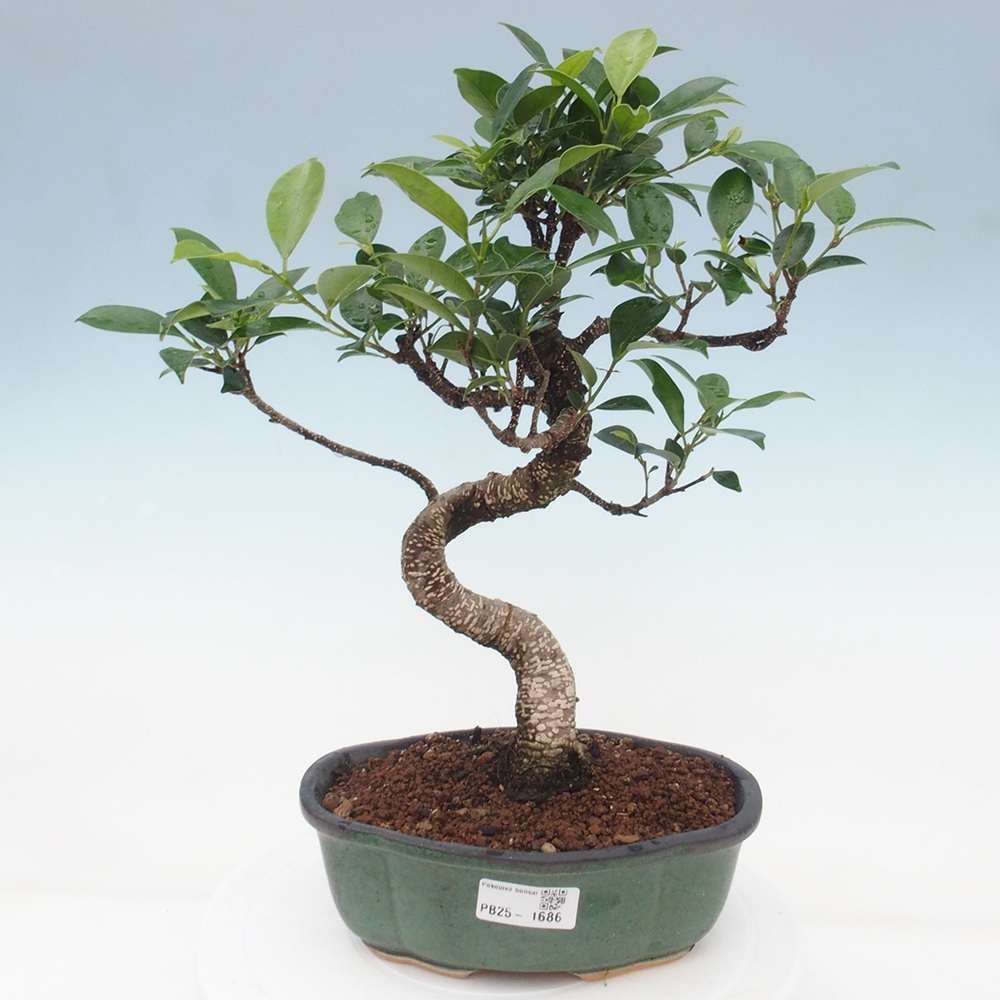 Izbová bonsai - Ficus retusa - malolistá fikus
