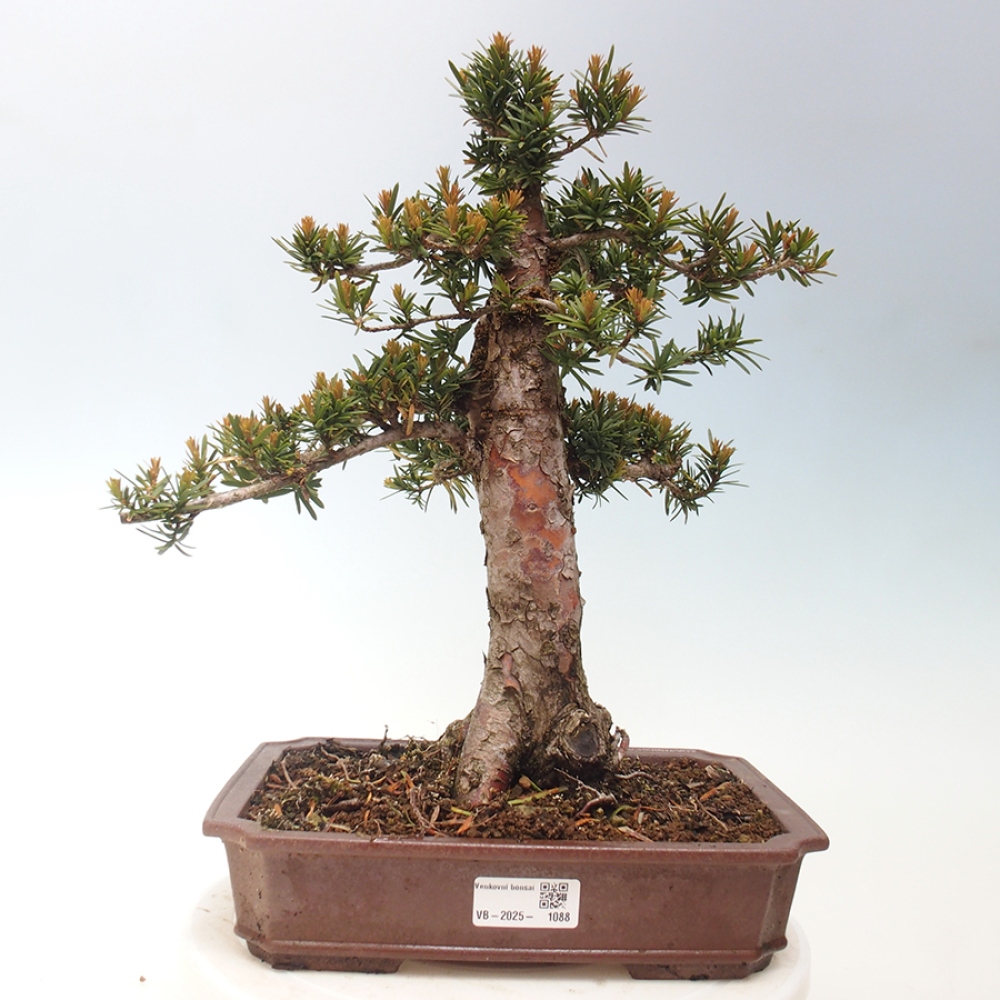 Vonkajší bonsai - Taxus cuspidata - Tis japonský