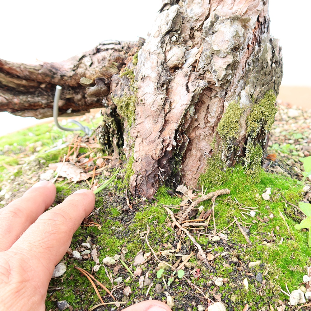 Pinus sylvestris Španielsko – borovica lesná