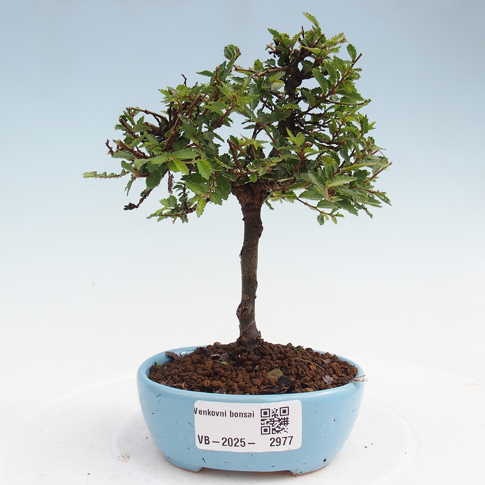 Vonkajší bonsai - Ulmus parvifolia Sagei - Malolistý brest