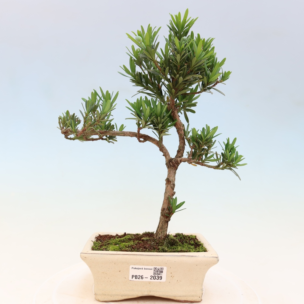 Izbové bonsaje - Podocarpus - Kamenný tis