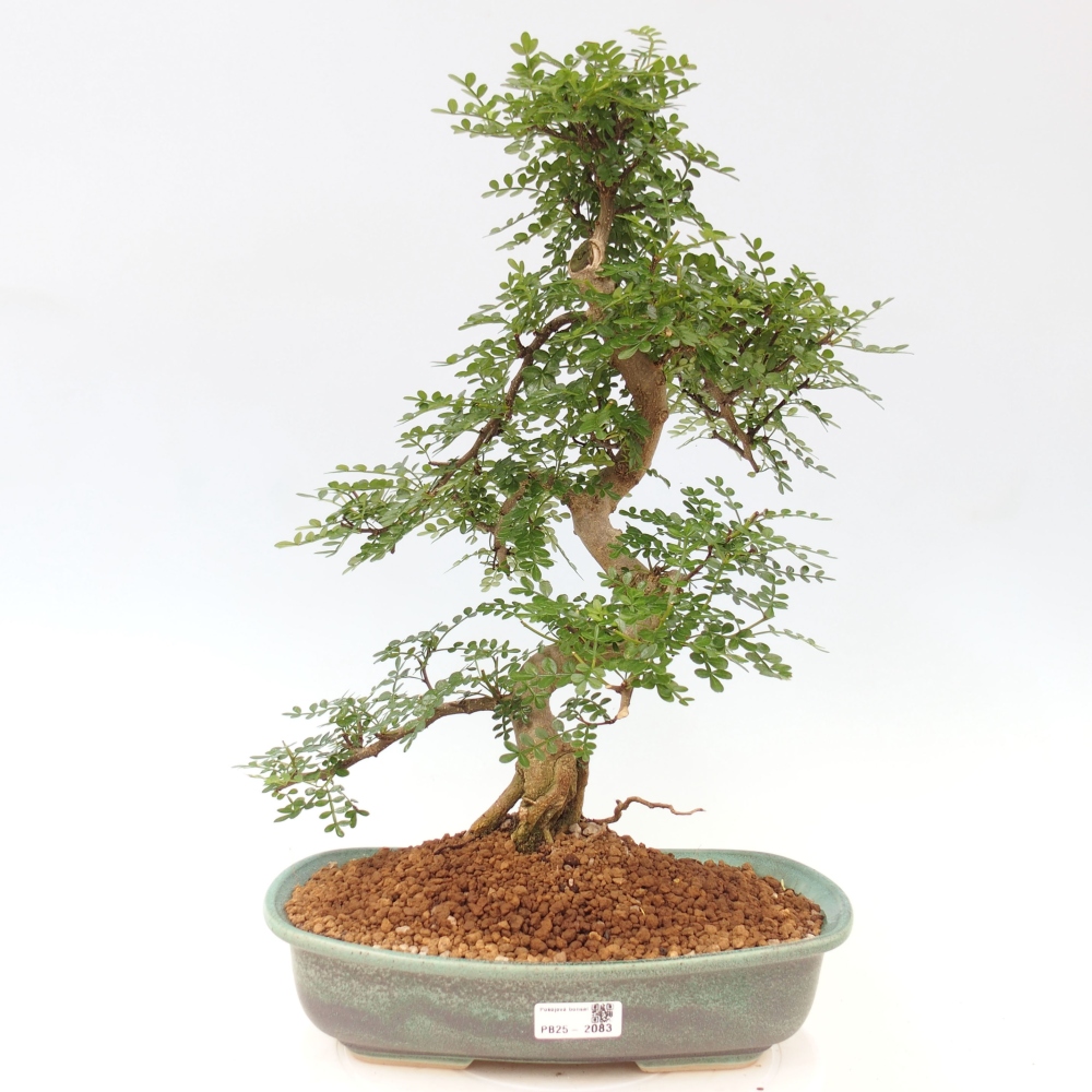 Izbová bonsai - Zantoxylum piperitum - korenistý