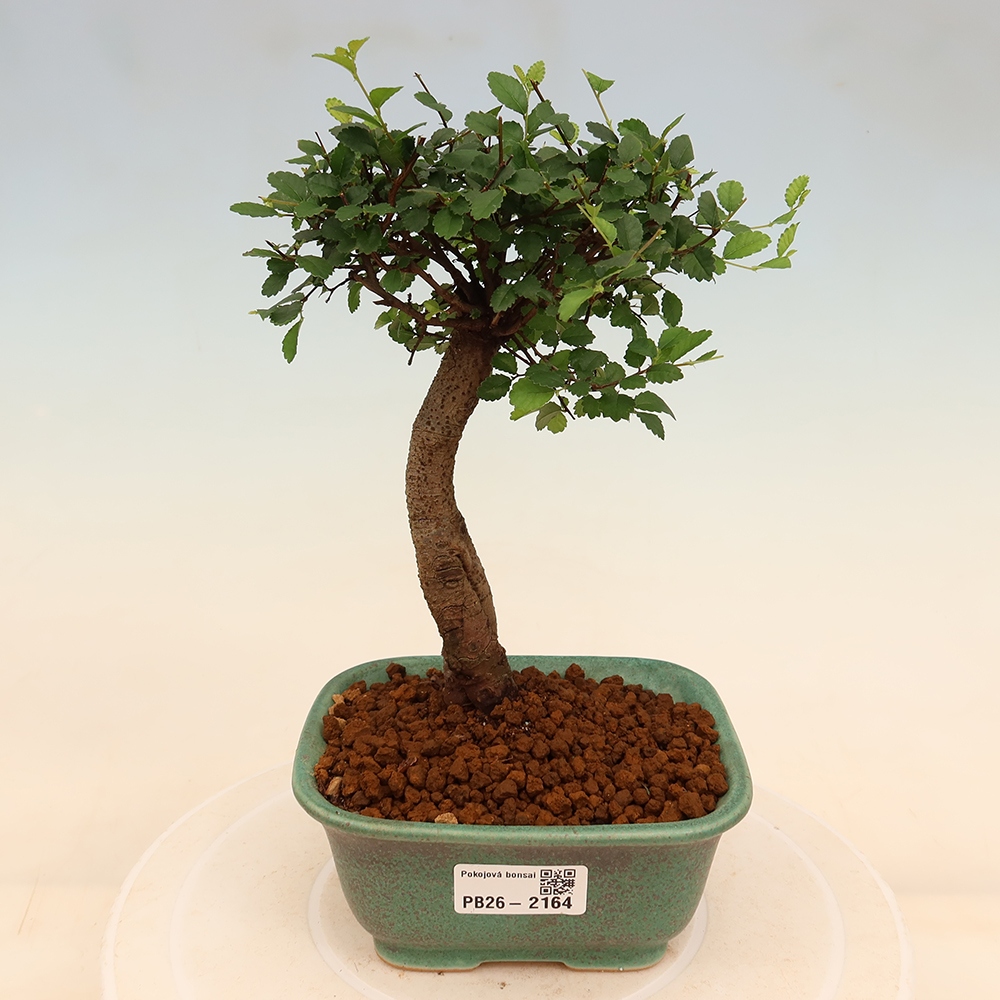 Izbový bonsaj - Ulmus parvifolia - brest malolistý