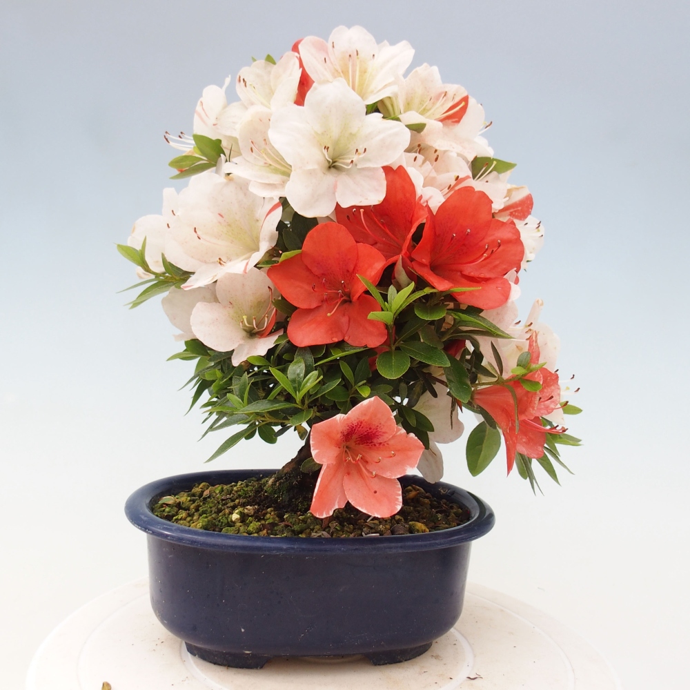 Vonkajší bonsai - Japonská azalka -  Azalea Asazakura