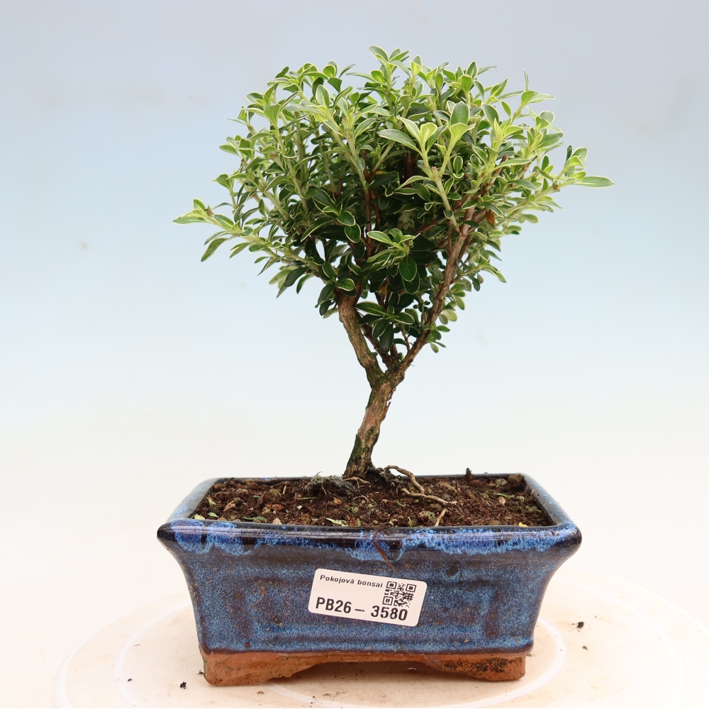 Izba bonsai – Serissa foetida Variegata – Strom tisíc hviezd