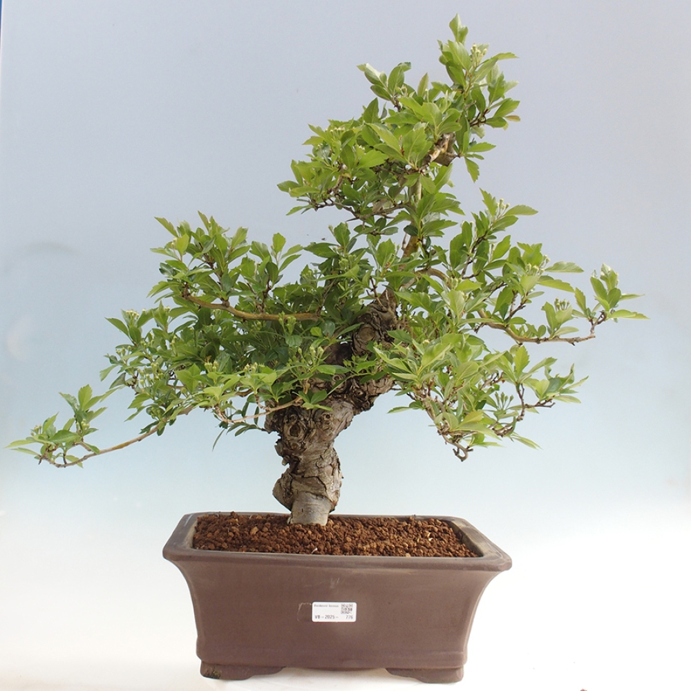 Vonkajší bonsai - Hloh klinovitý - Crataegus cuneata